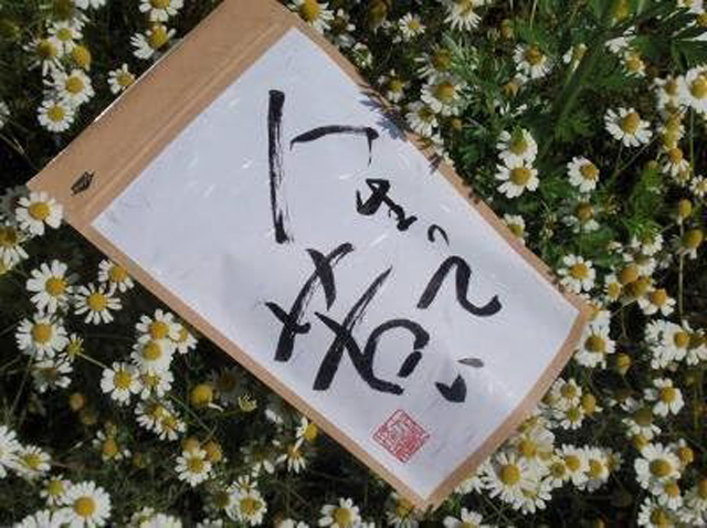 人生って苦い｜モチノキ茶を使った世界一苦いお茶